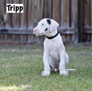 Tripp announce