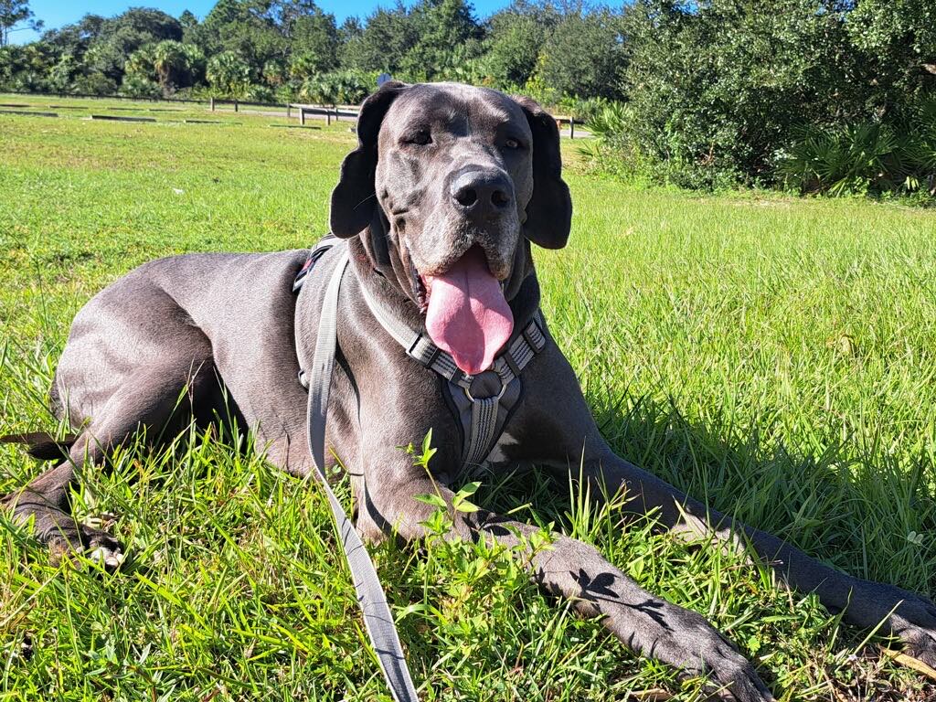 Brodie Great Dane Love A Central Florida Rescue Inc