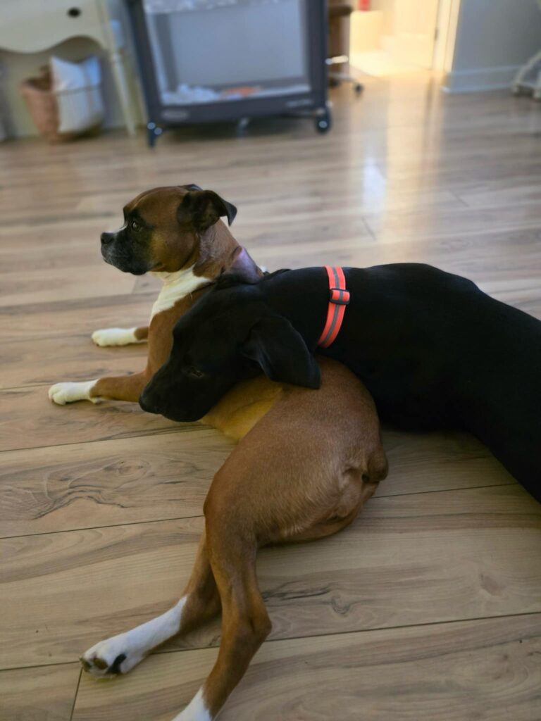 Sadie and her buddy Rey the boxer.